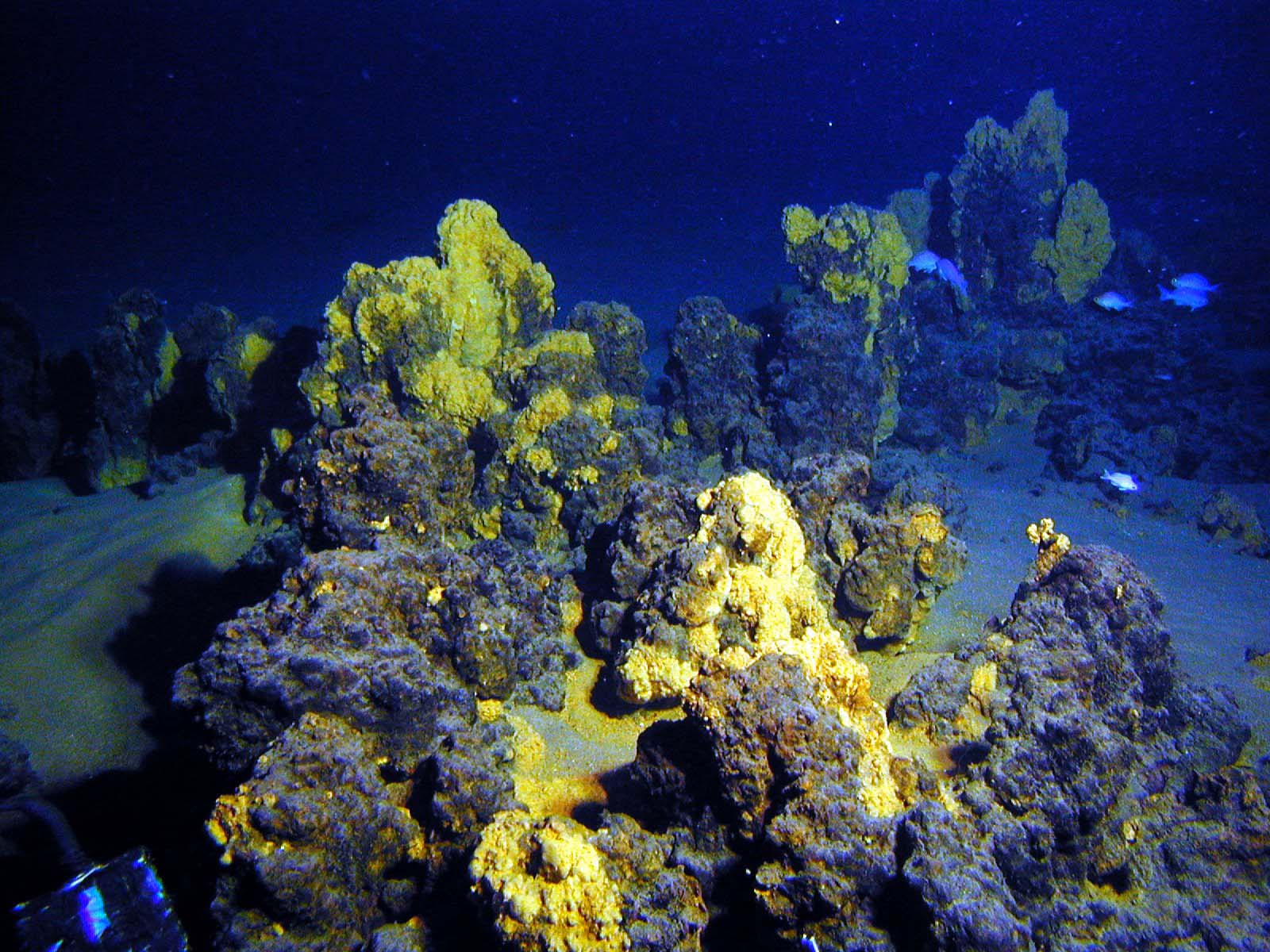 Hydrothermal Vent